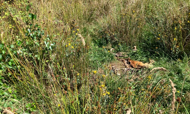 Kadaverplek KempenBroek ree