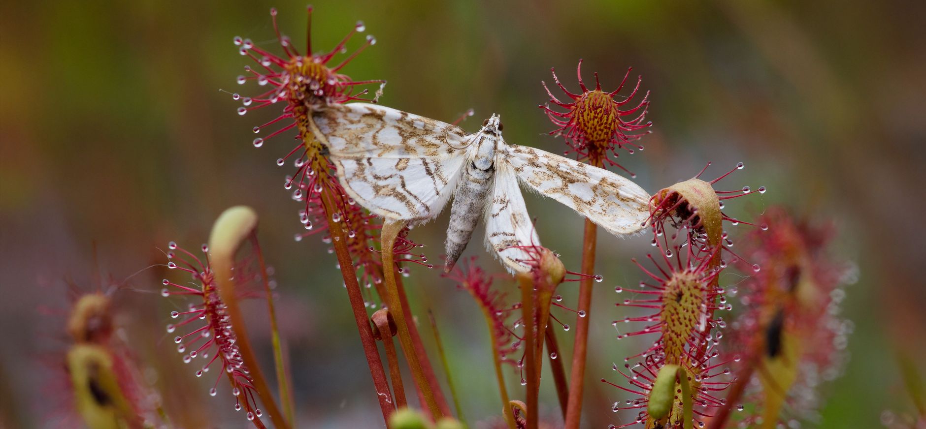 Nachtvlinder gevangen door de kleine zonnedauw