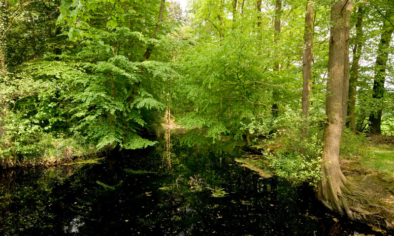 Beekherstel Beekherstel