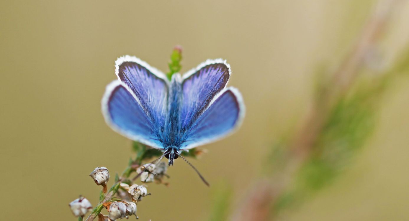 Heideblauwtje