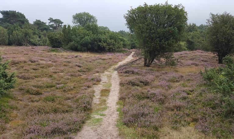 Heide met zandpad