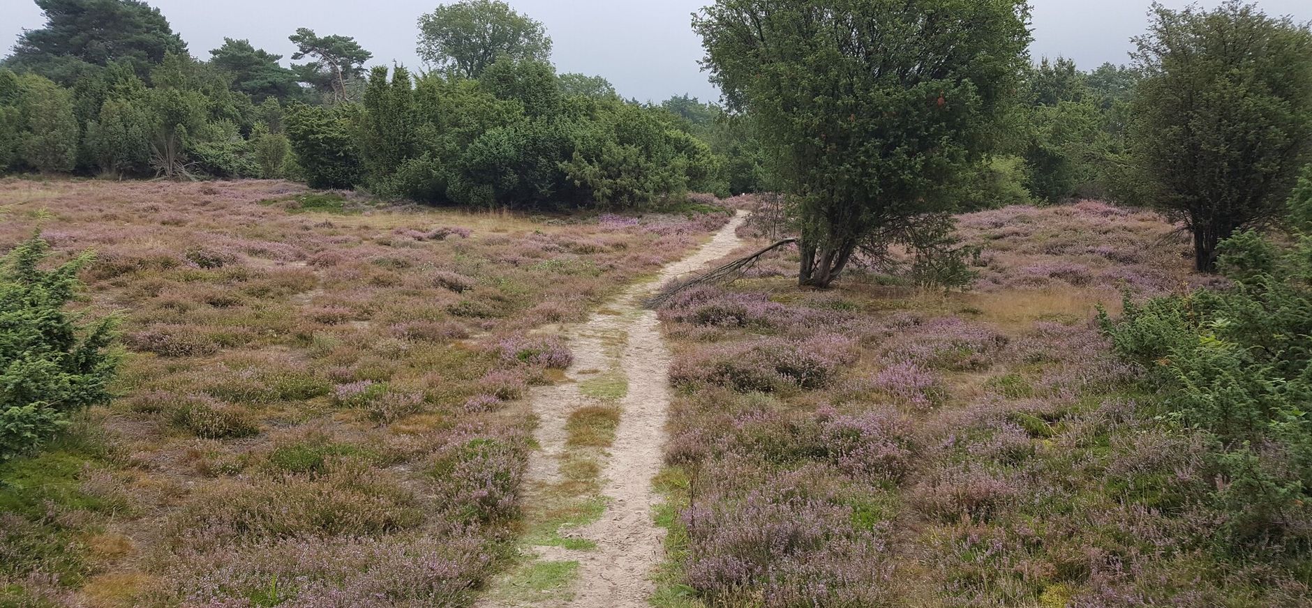 Mantingerveld Heide met zandpad