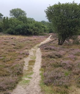 Heide met zandpad