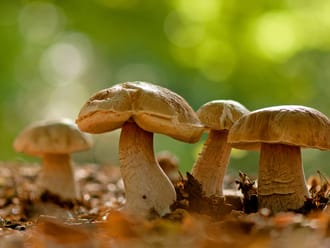Voorwaarden paddenstoelengids winactie