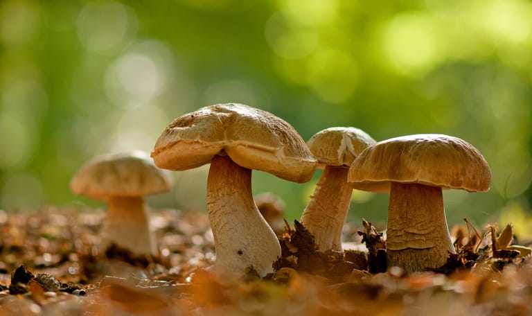 Voorwaarden paddenstoelengids winactie