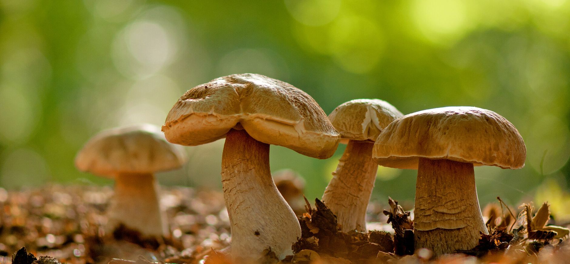 Voorwaarden paddenstoelengids winactie