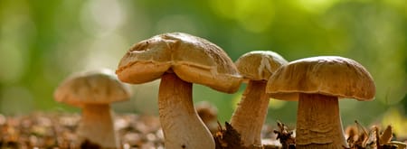 Voorwaarden paddenstoelengids winactie