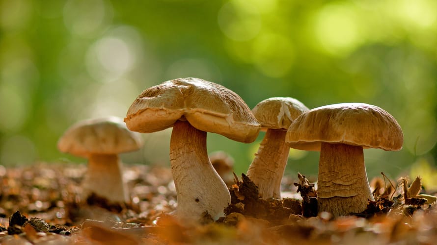 Voorwaarden paddenstoelengids winactie