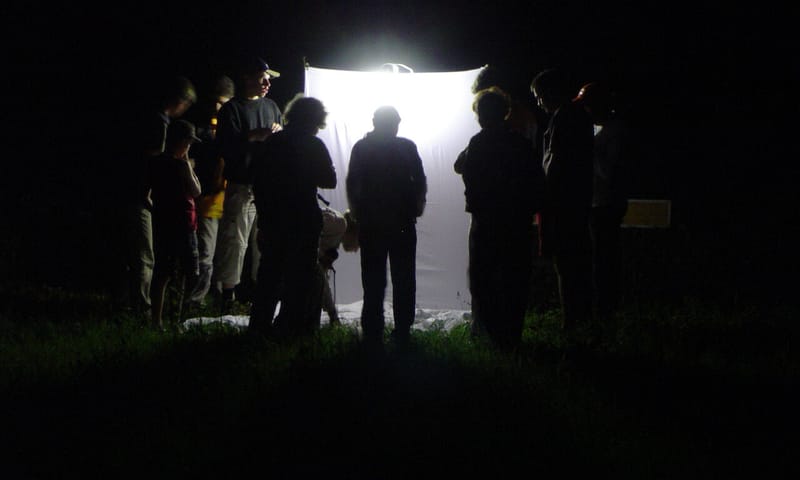 Nachtvlinders inventariseren