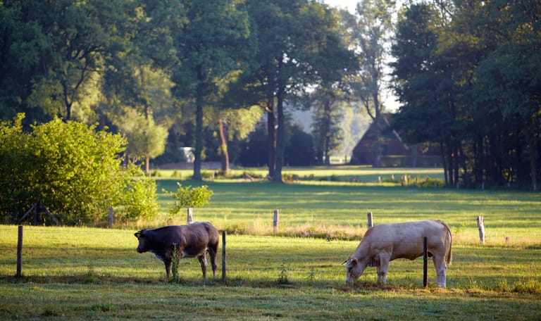 Boerskotten
