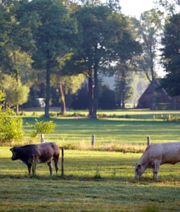 Boerskotten