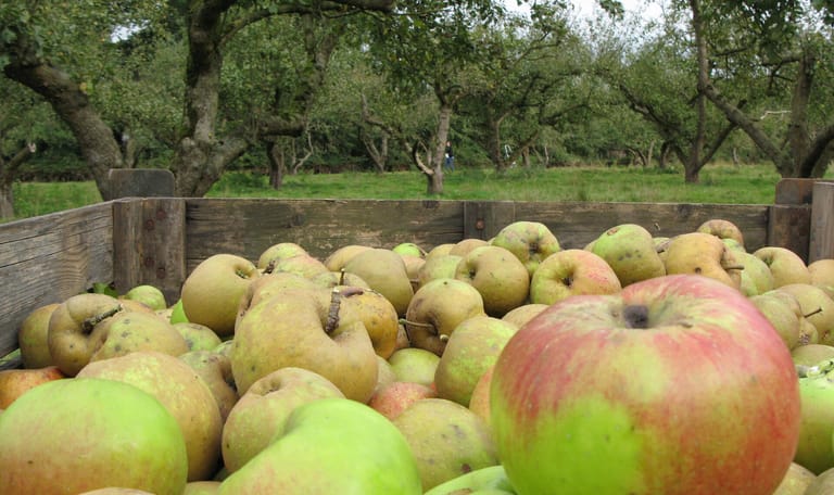 Appels boomgaard Appels boomgaard