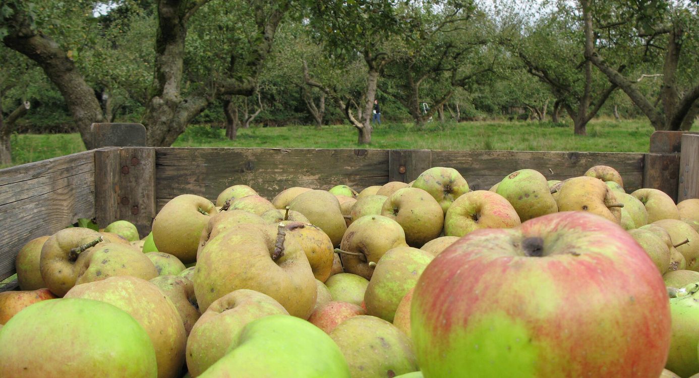 Hoogstamboomgaard Hoogstamboomgaard