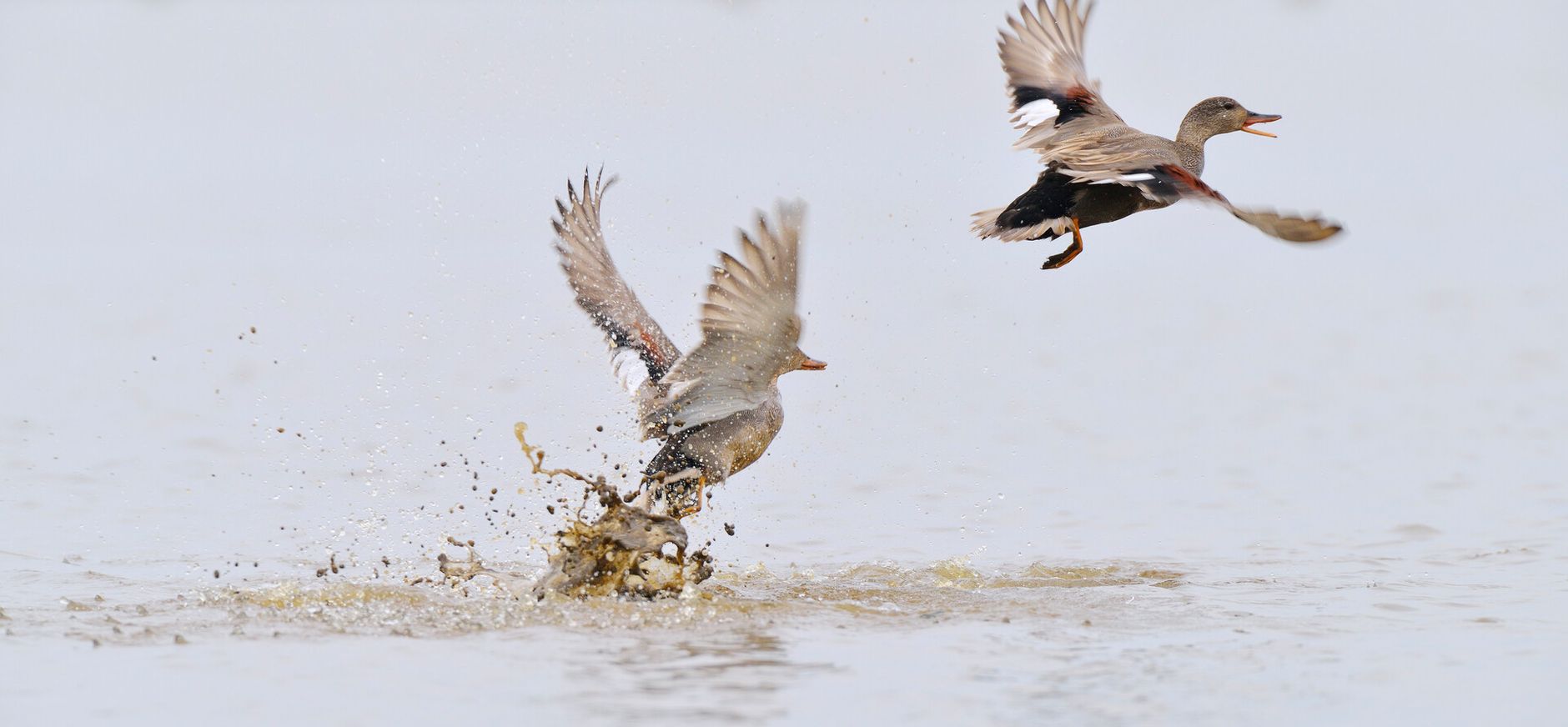 Opvliegende krakeenden in Polder IJdoorn