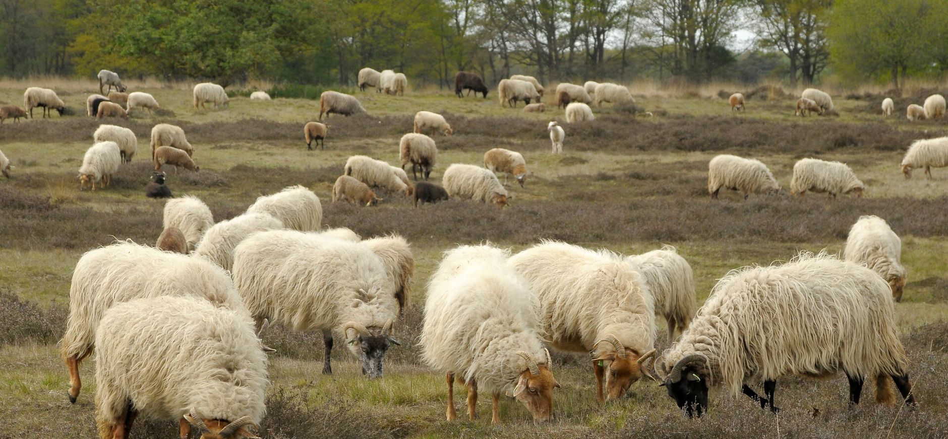 Schapen op de heide schapen op de heide