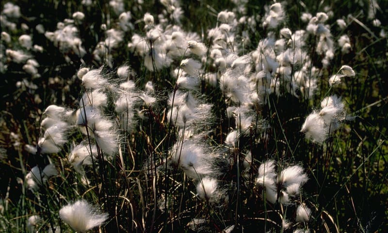 Veenpluis