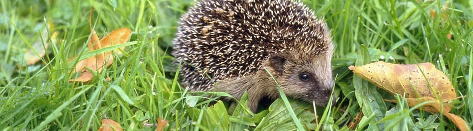 Help de egel!