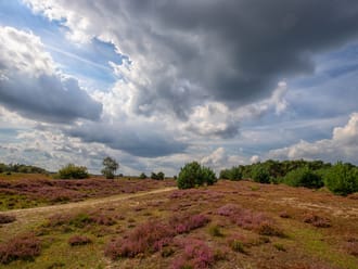 Natuurgebied Kampina