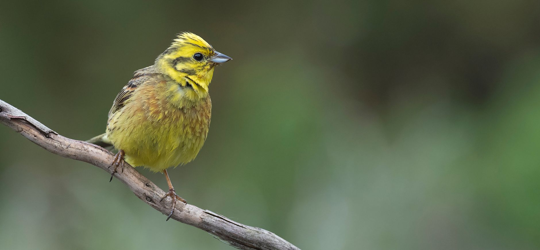 Geelgors op een tak Geelgors op een tak
