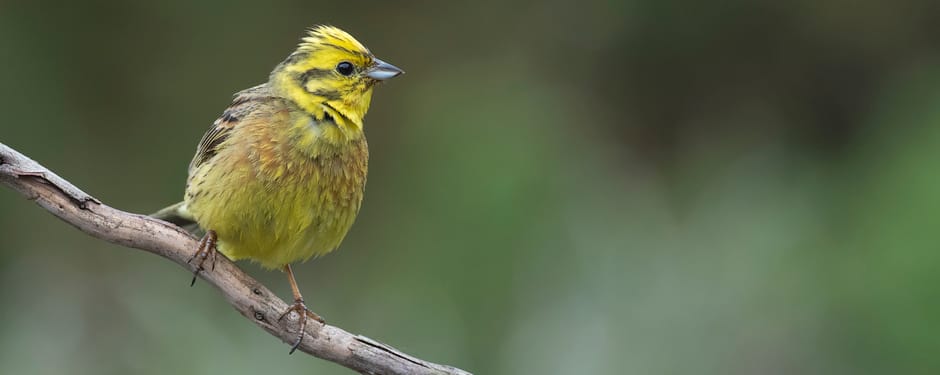 Geelgors op een tak Geelgors op een tak