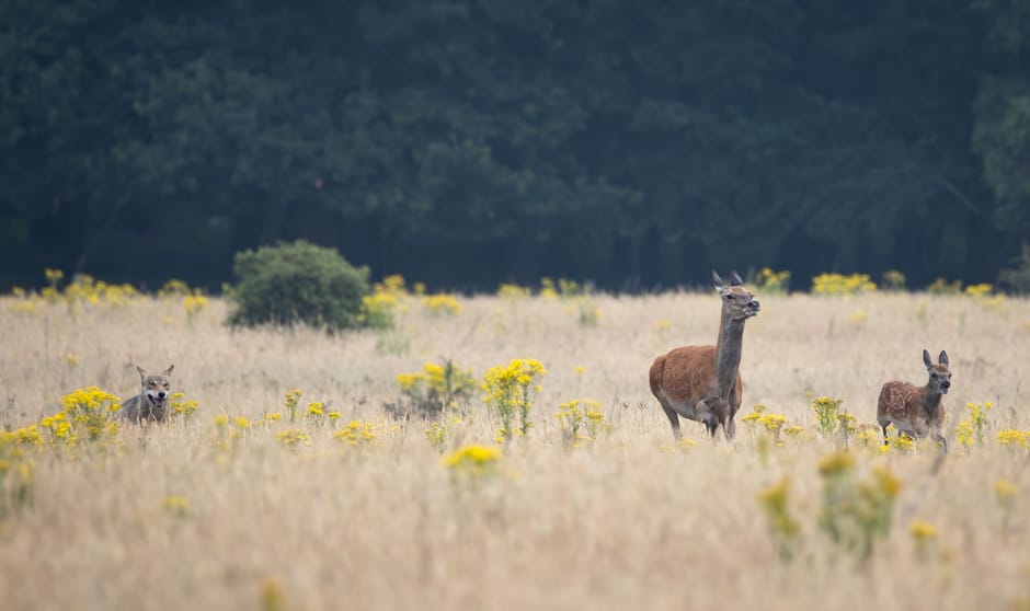 Wolf jagend op Edelhert met kalf
