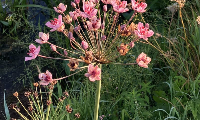Zwanenbloem