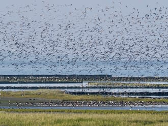 De Schorren, Texel, met opvliegende vogels