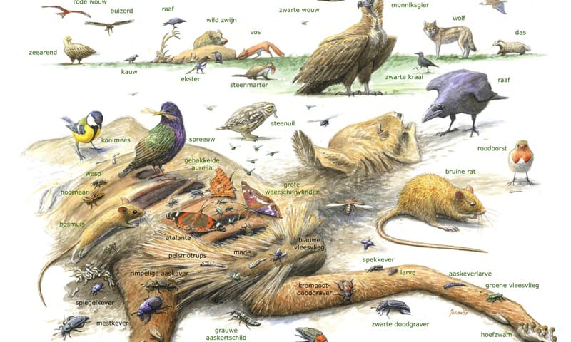 Kadaverfauna
