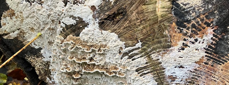Dood hout schimmel