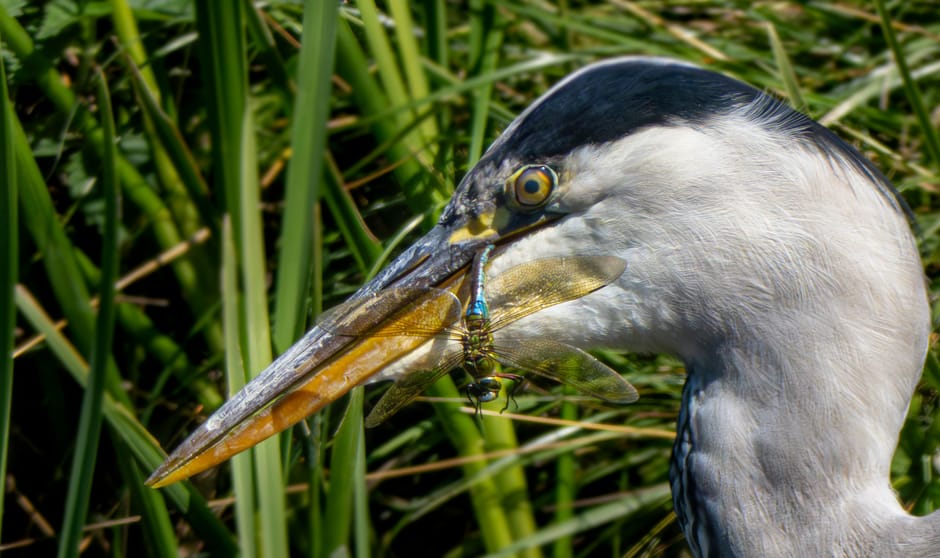 Reiger met libel als prooi