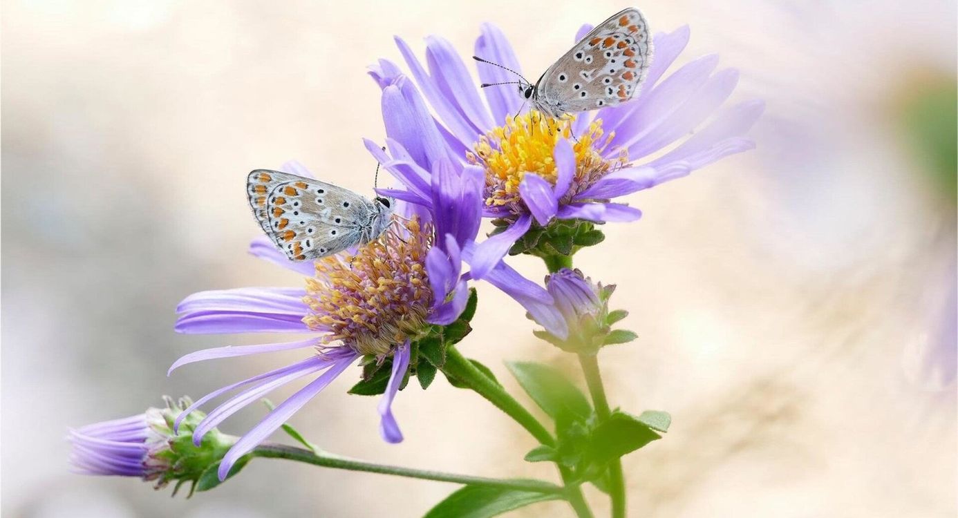 Twee vlinders op paarse bloem