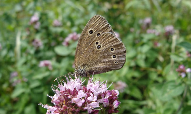 wilde marjolein