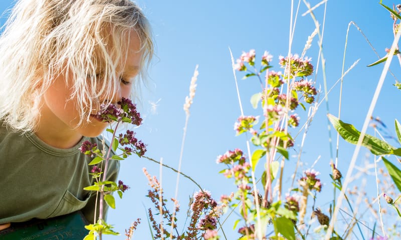 wilde marjolein - geur