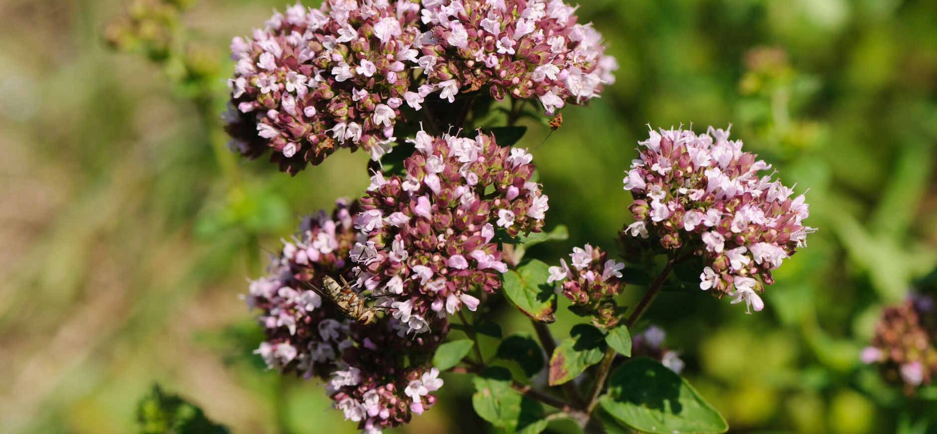 wilde marjolein