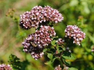 wilde marjolein