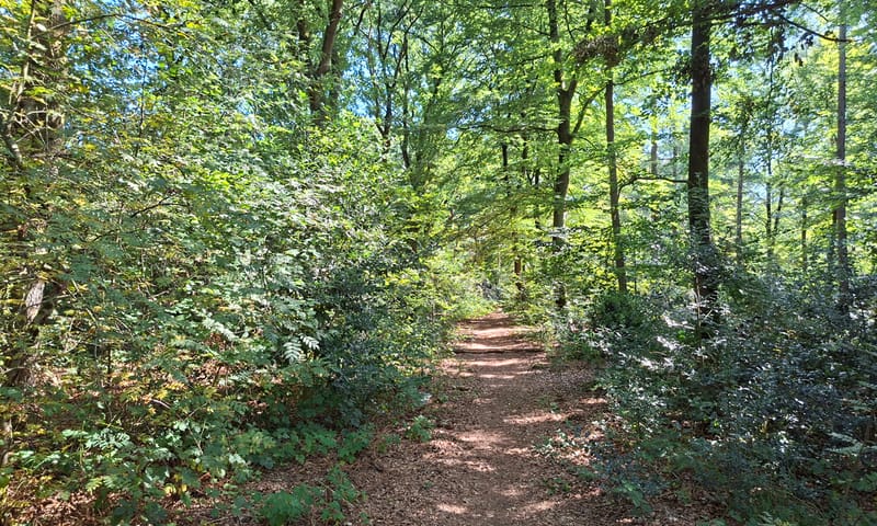 Structuurrijk bos Wolfheze met bomen en struiken Structuurrijk bos Wolfheze met bomen en struiken