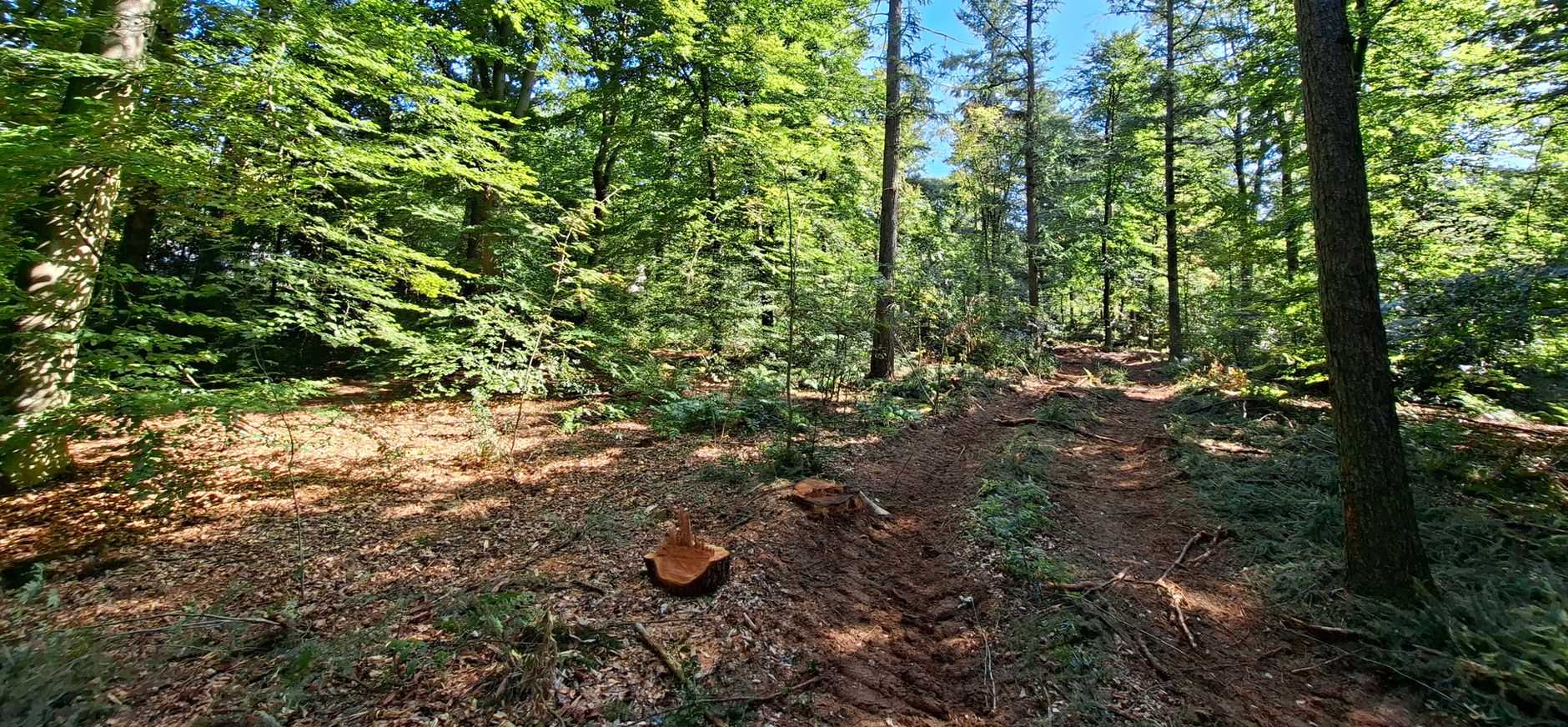 Uitvoering bosmaatregelen in natuurgebied Wolfheze