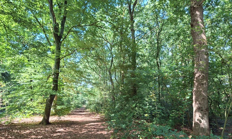 Gevarieerd natuurlijk bos Wolfheze met inheemse bomen als inlandse eik en beuk.