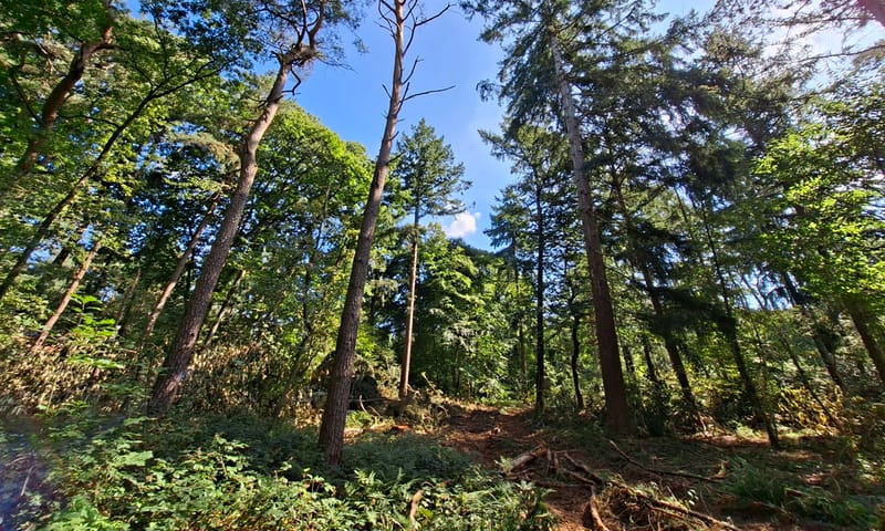 Open plekken in het bos met naaldhout. 