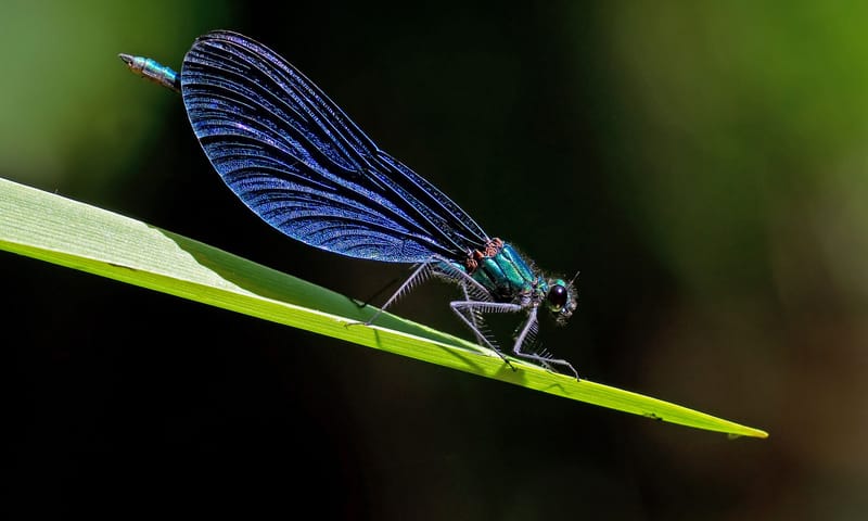 Bosbeekjuffer Bosbeekjuffer