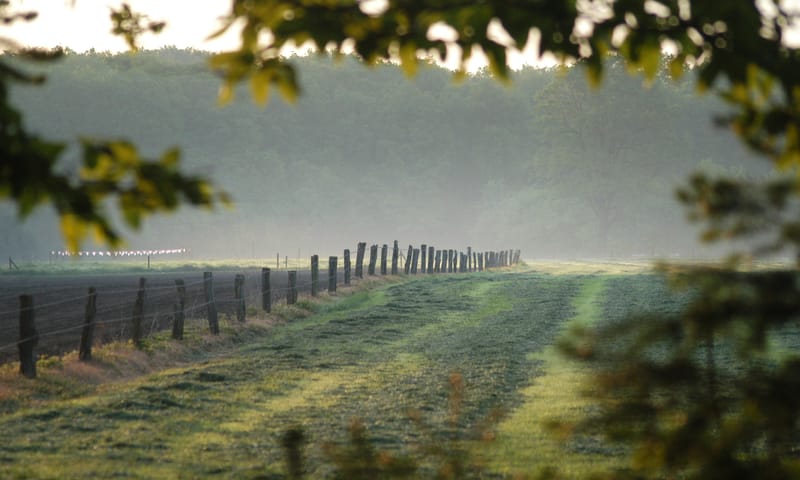 Nevel over veld Snippert