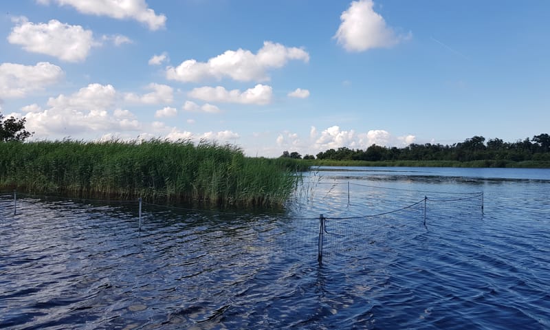 Ganzenraster langs een rietkraag Ganzenraster langs een rietkraag
