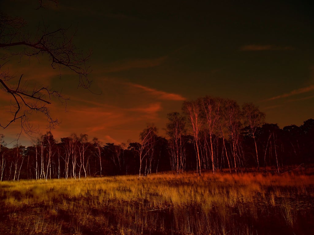 Nacht van de Nacht in de Loonse en Drunense Duinen