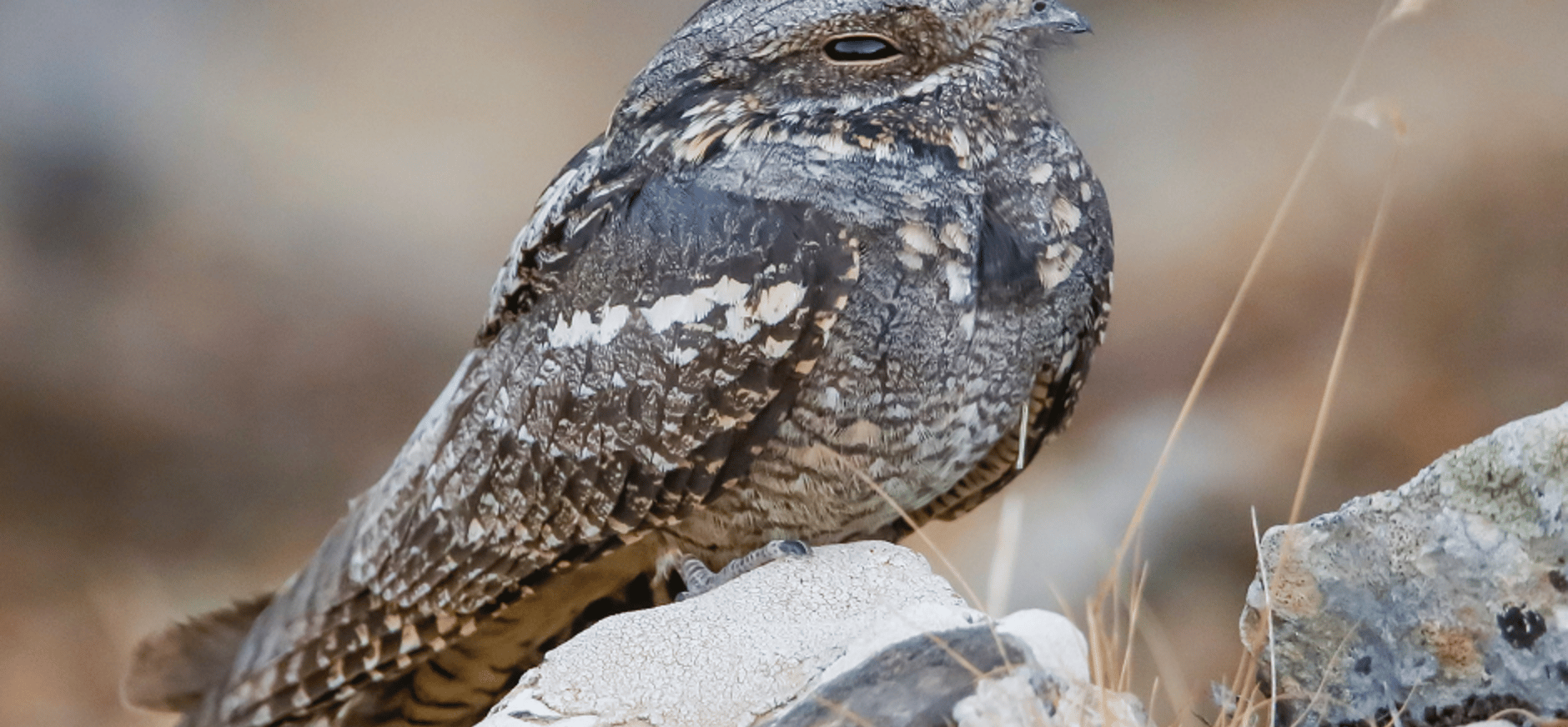 Nachtzwaluw Nachtzwaluw