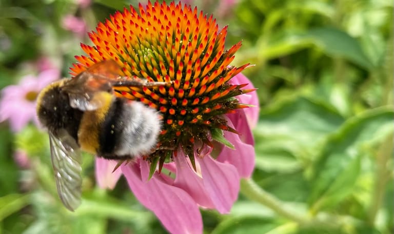 Hommel op zonnehoed