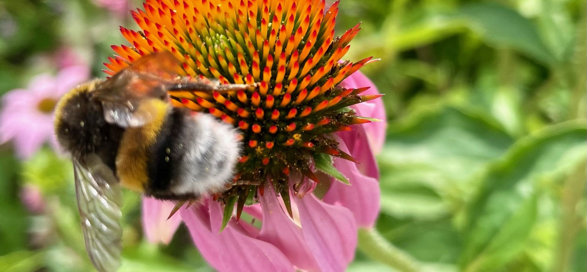 Hommel op zonnehoed