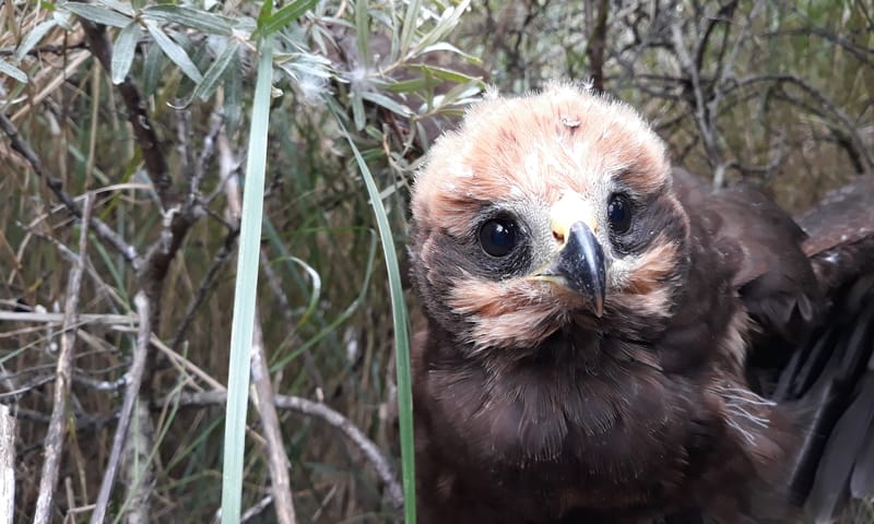 Bruine Kiekendief jong
