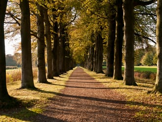 Beukenlaan