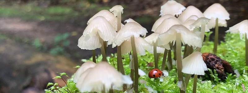 Bundelmycena Bundelmycena