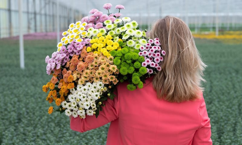Chrysanten